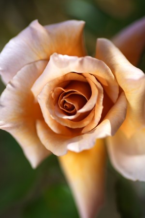 Julias Rose Coffee Delight 